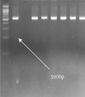 Gene Cell Tissue